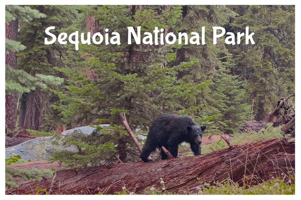 Black Bear – Sequoia National Park Postcard Front