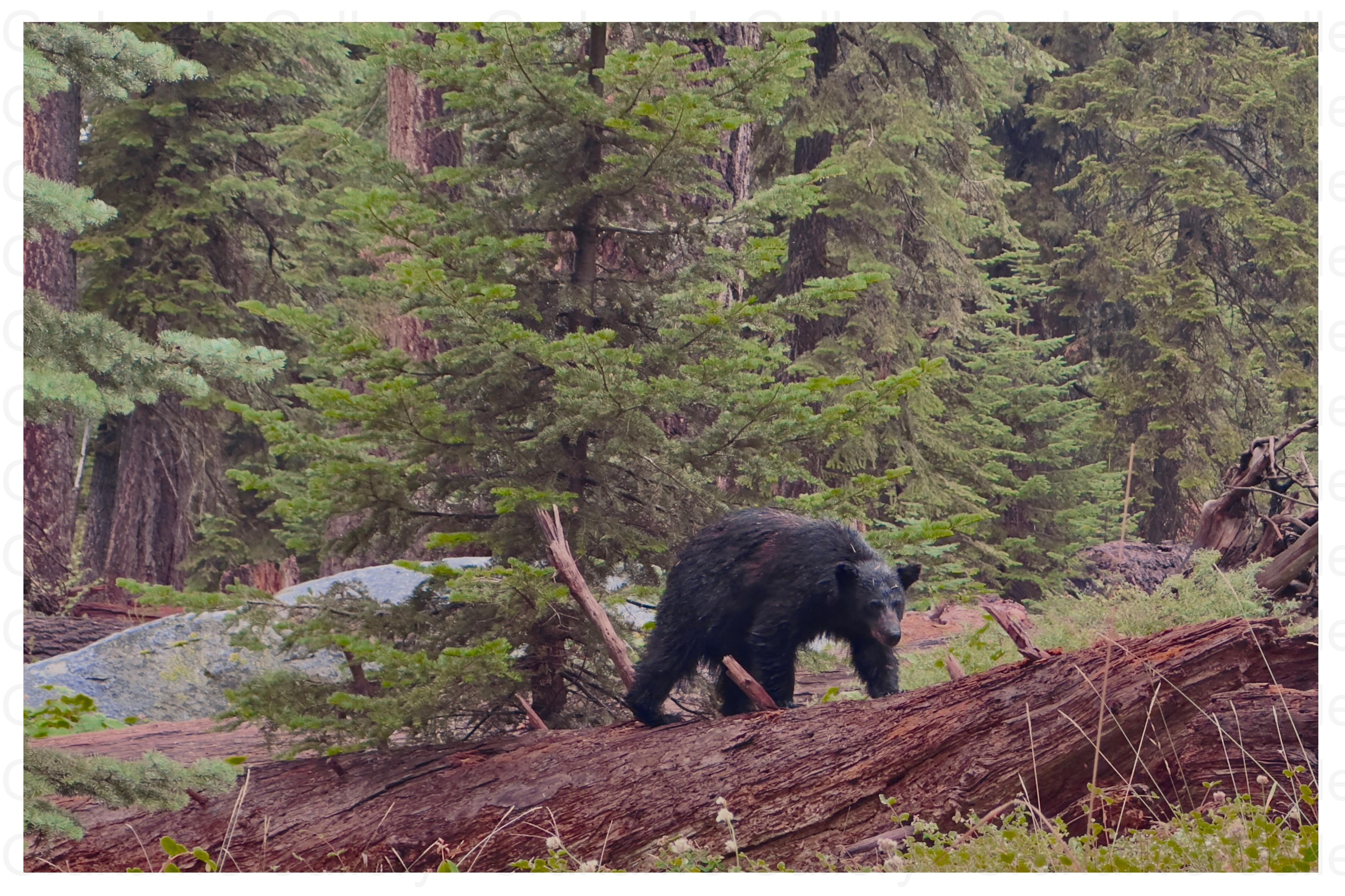 American Black Bear – Kings Canyon/Sequoia National Park Front