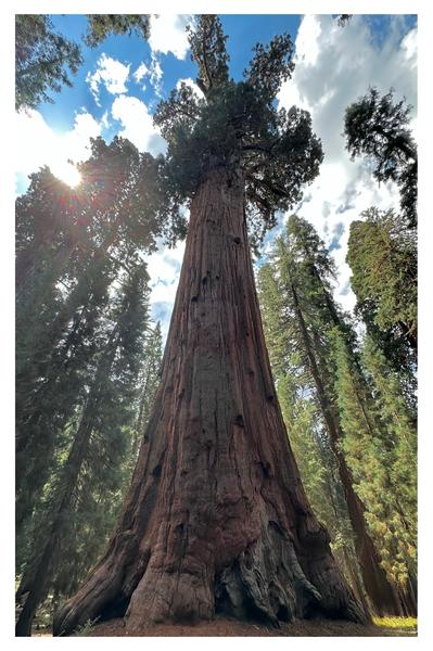 General Sherman Tree - Sequoia National Park Postcard Front