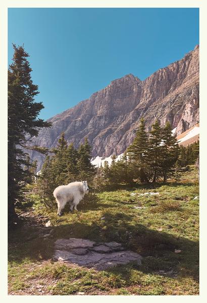 Glacier National Park – Mountain Goat Postcard Front