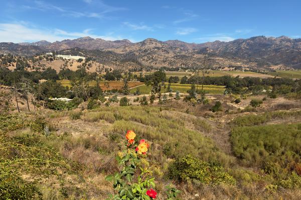 Wine Country – Napa Valley Postcard Front