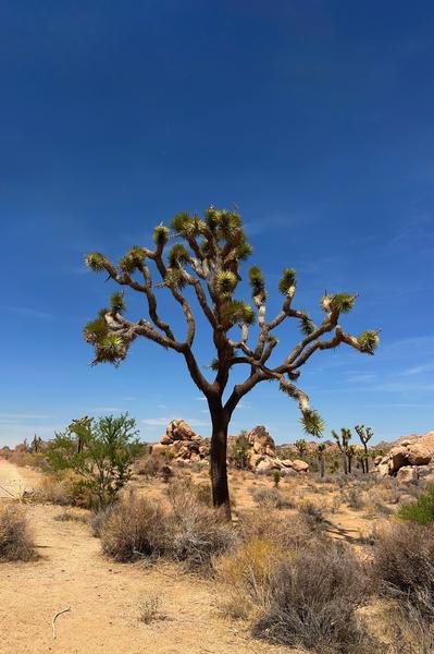 Solo Joshua Tree – Joshua Tree National Park Postcard Front